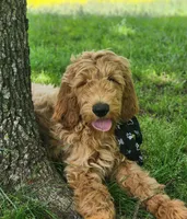 Bo, a male Goldendoodle for sale in Tulsa, OK – 1 of 10