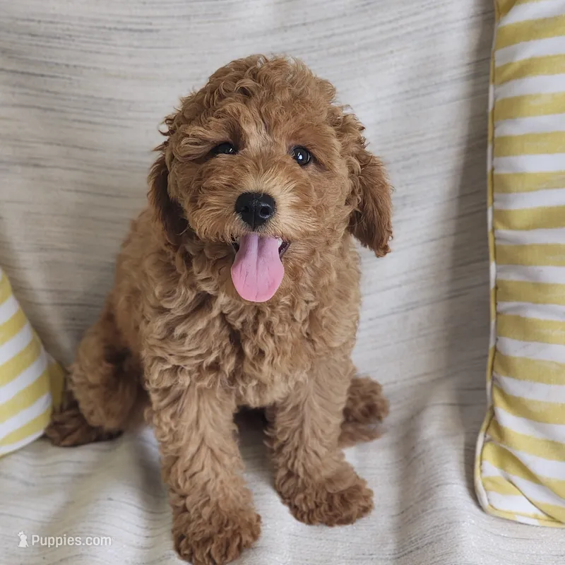 Rosie – Miniature Goldendoodle puppy for sale in Tulsa, OK