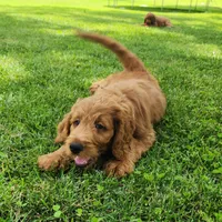 Hank, a male Goldendoodle for sale in Tulsa, OK – 7 of 10