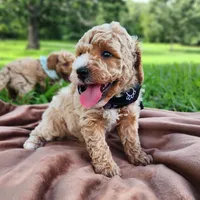 Charlie, a male Miniature Goldendoodle for sale in Tulsa, OK – 3 of 9
