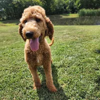 Annie, a female Goldendoodle for sale in Tulsa, OK – 3 of 5