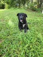 Milly, a female Border Collie and Labrador Retriever for sale in Tulsa, OK – 2 of 10