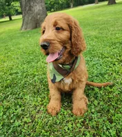 Hank, a male Goldendoodle for sale in Tulsa, OK – 10 of 10