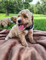 Charlie, a male Miniature Goldendoodle for sale in Tulsa, OK – 8 of 9