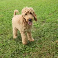 Bronco, a male Goldendoodle for sale in Tulsa, OK – 2 of 8