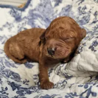 Quinn, a female Miniature Goldendoodle for sale in Tulsa, OK – 1 of 3
