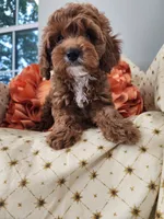 Willow, a  Miniature Goldendoodle for sale in Tulsa, OK – 8 of 10
