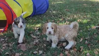 Bailey, a female Bernedoodle for sale in Tulsa, OK – 4 of 5