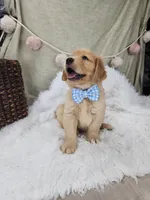 Lainey, a  Golden Retriever for sale in Tulsa, OK – 7 of 8