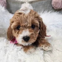 Willow, a  Miniature Goldendoodle for sale in Tulsa, OK – 4 of 10