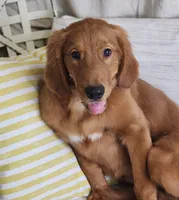Shandy Ann, a female Golden Retriever for sale in Tulsa, OK – 1 of 5