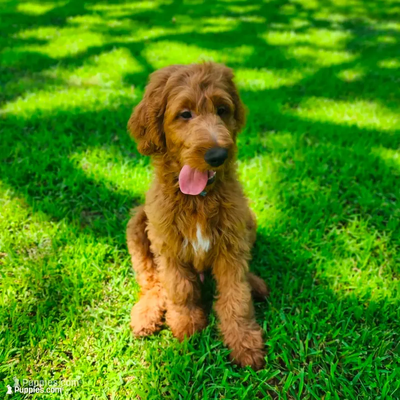 Hank – Goldendoodle puppy for sale in Tulsa, OK