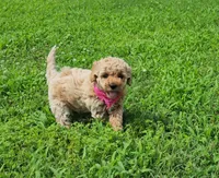 Willow, a male Miniature Goldendoodle for sale in Tulsa, OK – 6 of 10