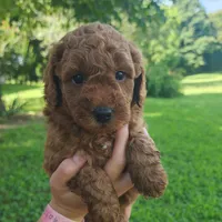 Rex, a male Miniature Goldendoodle for sale in Tulsa, OK – 9 of 10