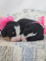 Delilah , a female Bernedoodle for sale in Tulsa, OK – 3 of 3