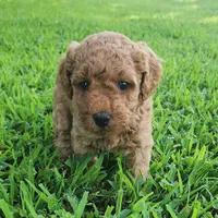 Rosie, a female Miniature Goldendoodle for sale in Tulsa, OK – 7 of 10