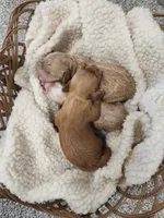 Winnie, a female Miniature Goldendoodle for sale in Tulsa, OK – 4 of 4
