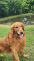 Drover, a male Golden Retriever for sale in Tulsa, OK – 2 of 6