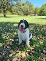 Bella, a female Bernedoodle for sale in Tulsa, OK – 2 of 5
