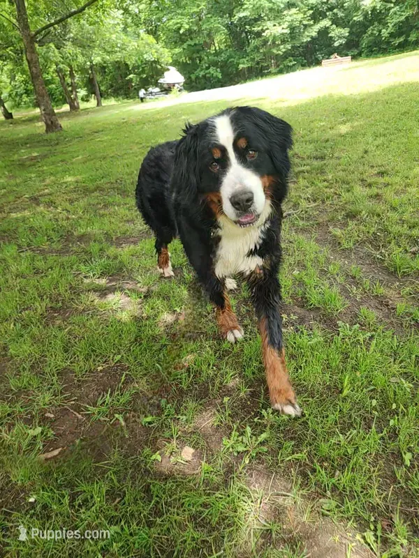 Claire – Bernese Mountain Dog puppy for sale in Tulsa, OK