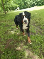 Claire, a female Bernese Mountain Dog for sale in Tulsa, OK – 1 of 5