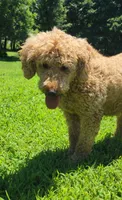 Zoe, a female Goldendoodle for sale in Tulsa, OK – 6 of 10