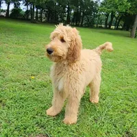Bronco, a male Goldendoodle for sale in Tulsa, OK – 4 of 8
