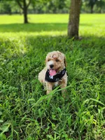 Charlie, a male Miniature Goldendoodle for sale in Tulsa, OK – 4 of 9