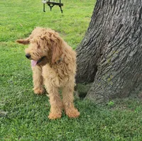 Bo, a male Goldendoodle for sale in Tulsa, OK – 8 of 10