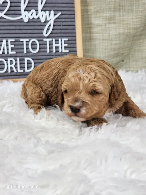 Willow – Miniature Goldendoodle puppy for sale in Tulsa, OK