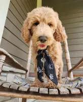 Jack, a male Goldendoodle for sale in Tulsa, OK – 4 of 9