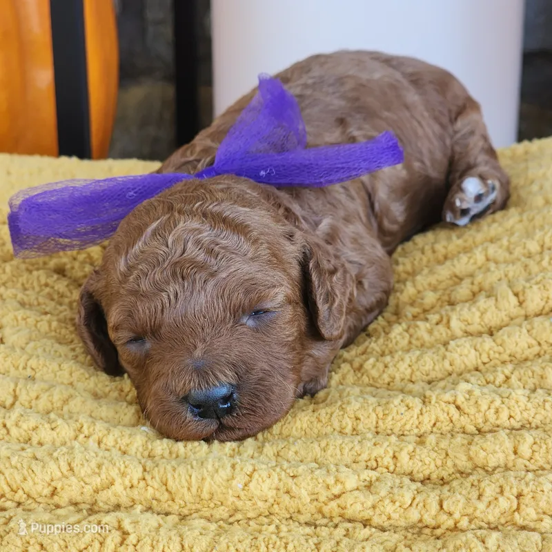 Quinn – Miniature Goldendoodle puppy for sale in Tulsa, OK