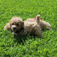 Charlie, a male Miniature Goldendoodle for sale in Tulsa, OK – 5 of 9