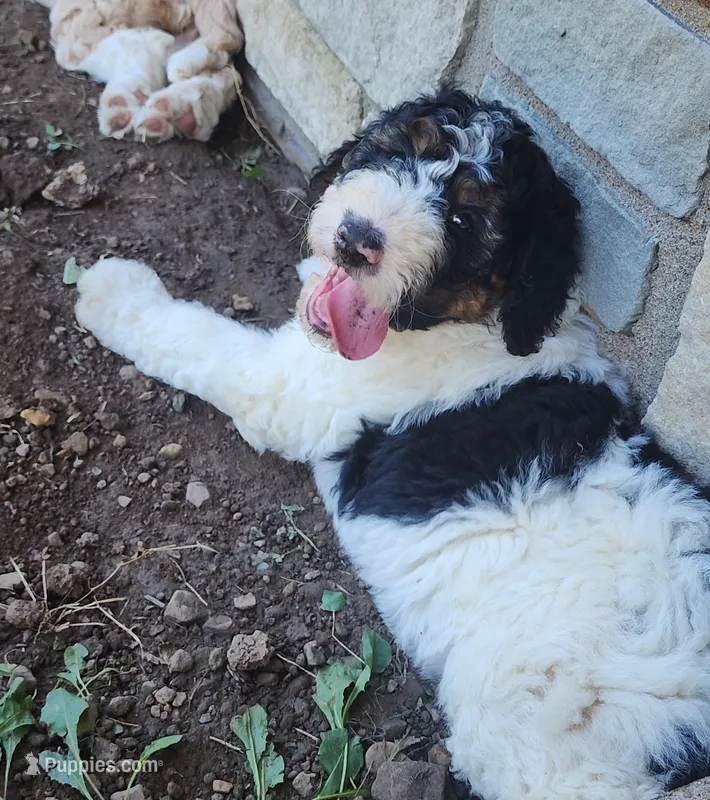 Bella – Bernedoodle puppy for sale in Tulsa, OK