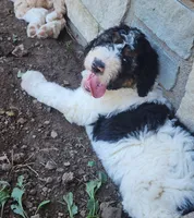 Bella, a female Bernedoodle for sale in Tulsa, OK – 1 of 5