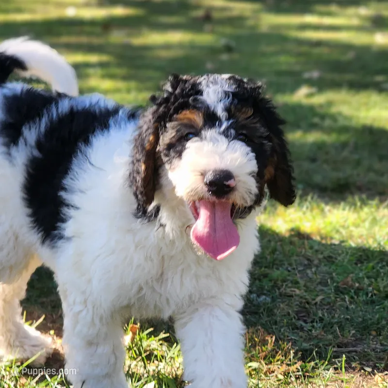 Bella – Bernedoodle puppy for sale in Tulsa, OK