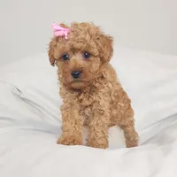 Macy, a female Miniature Goldendoodle for sale in Tulsa, OK – 6 of 8