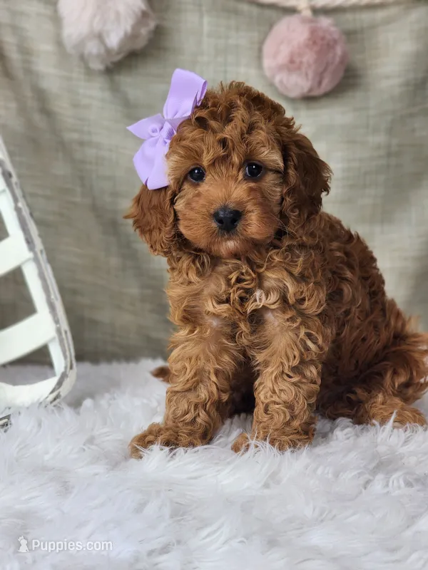 Winnie – Miniature Goldendoodle puppy for sale in Tulsa, OK