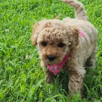 Willow, a male Miniature Goldendoodle for sale in Tulsa, OK – 3 of 10