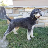 Maverick, a male Poodle - Standard  for sale in Tulsa, OK – 3 of 10