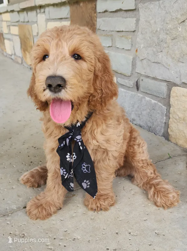 Jack – Goldendoodle puppy for sale in Tulsa, OK