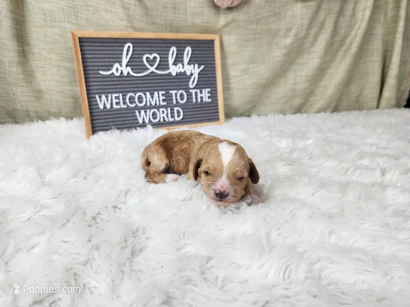 Willy – Miniature Goldendoodle puppy for sale in Tulsa, OK
