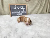 Willy, a male Miniature Goldendoodle for sale in Tulsa, OK – 6 of 9