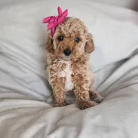 Willow, a male Miniature Goldendoodle for sale in Tulsa, OK – 2 of 10