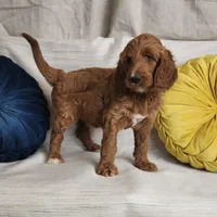 Elsie , a female Goldendoodle for sale in Tulsa, OK – 4 of 6