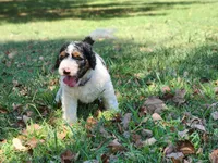 Bella, a female Bernedoodle for sale in Tulsa, OK – 4 of 5