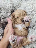 Willow, a female Miniature Goldendoodle for sale in Tulsa, OK – 3 of 8