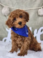 Benny, a male Miniature Goldendoodle for sale in Tulsa, OK – 1 of 10