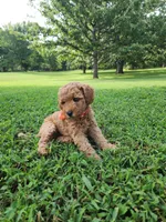 Rosie, a female Miniature Goldendoodle for sale in Tulsa, OK – 3 of 10