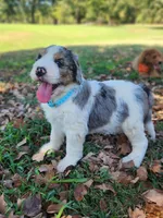 Birdie, a female Bernedoodle for sale in Tulsa, OK – 4 of 5